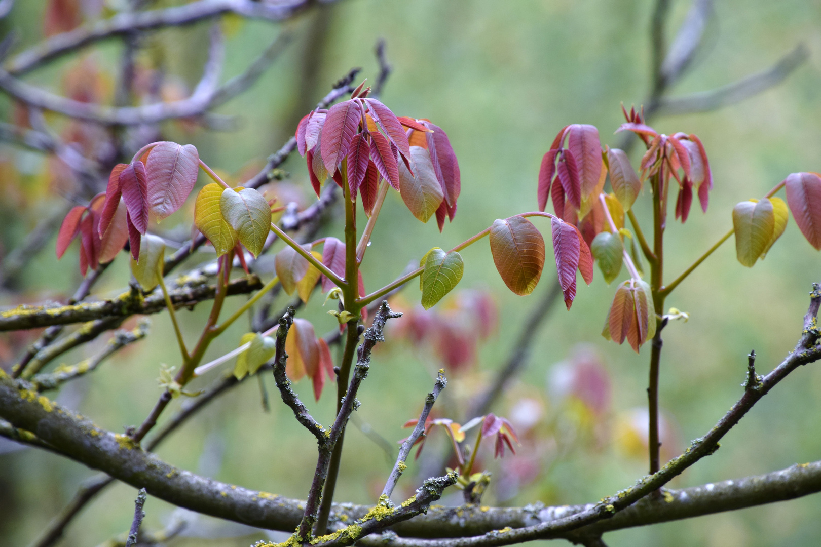 tanzend in den Frühling .......