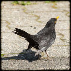 tanzende Amsel