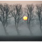 Tanzende Bäume - Arbres dansants