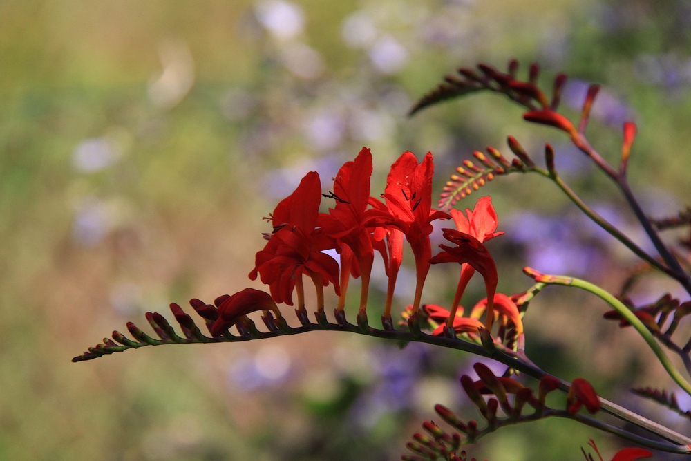 Tanzende Blüten