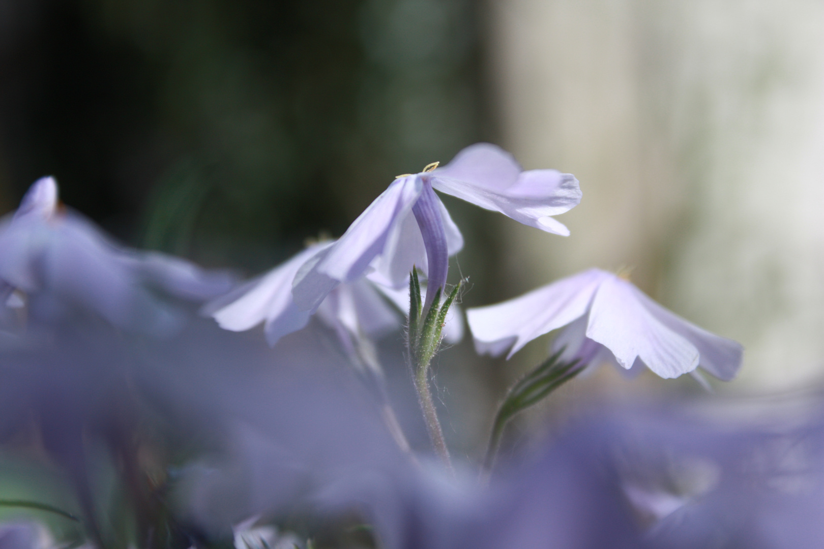 Tanzende Blüten