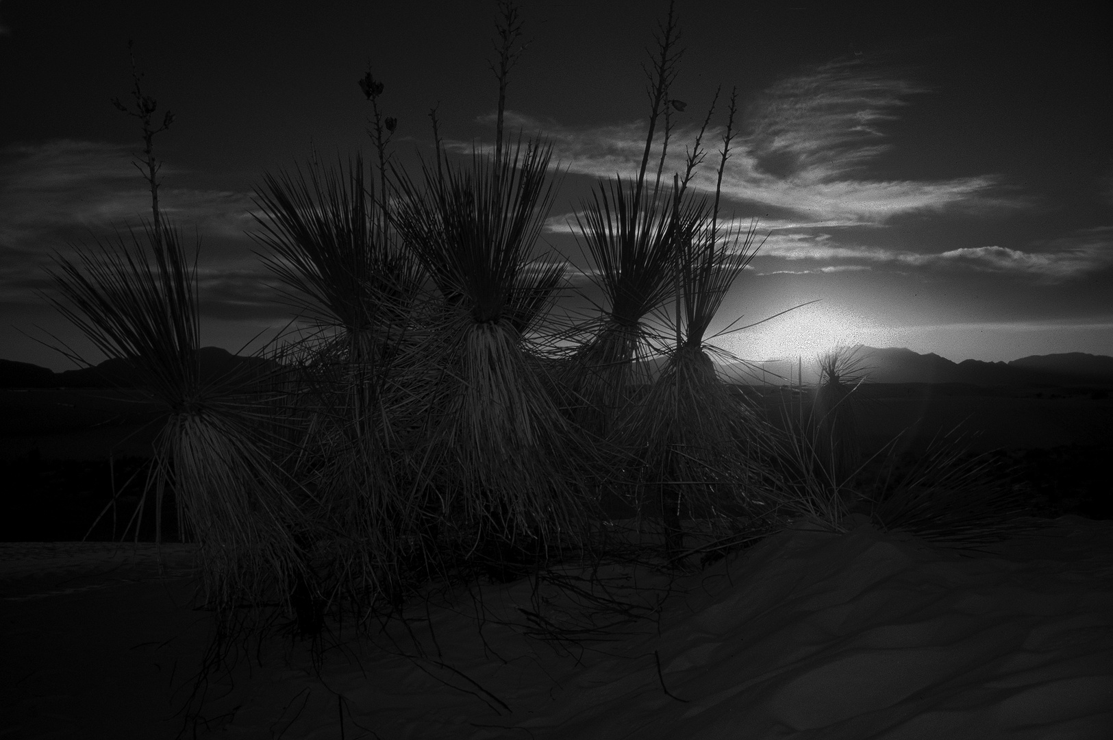 Tanzende Bu(e)sch(männ)e(r) im Abendlich der White Sands