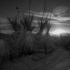 Tanzende Bu(e)sch(männ)e(r) im Abendlich der White Sands