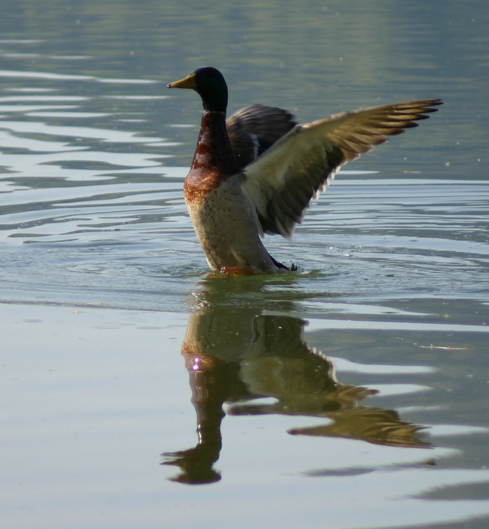 Tanzende Ente