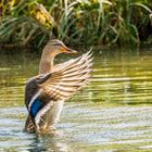 tanzende Ente