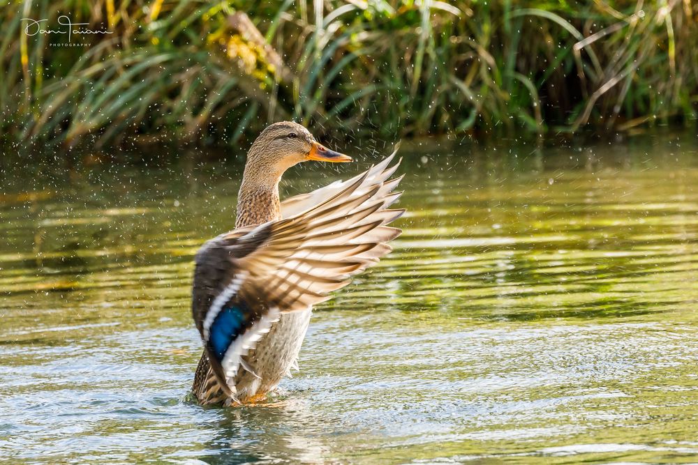 tanzende Ente