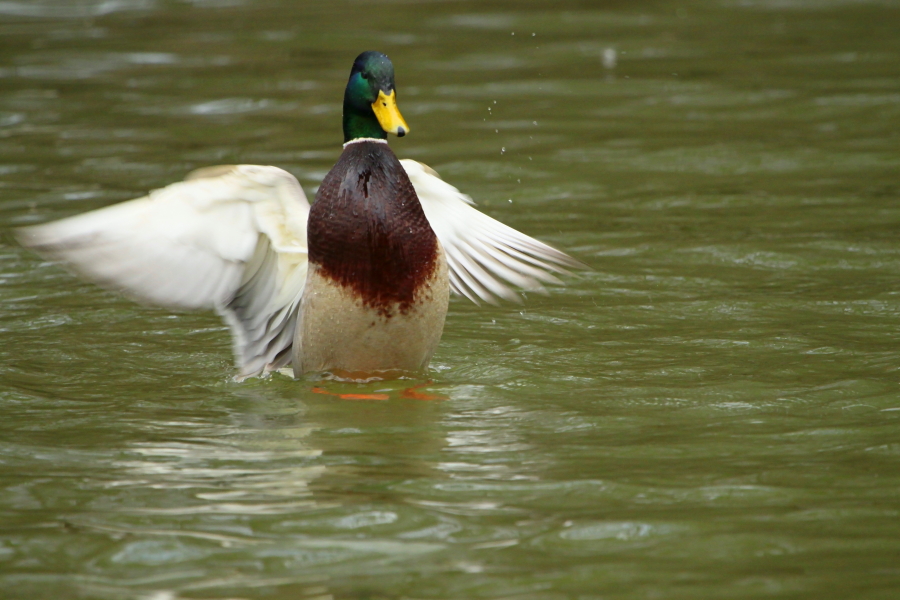 Tanzende Ente