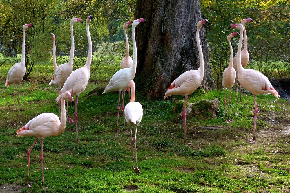 Tanzende Flamingos