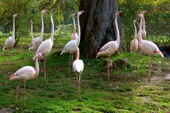 Tanzende Flamingos