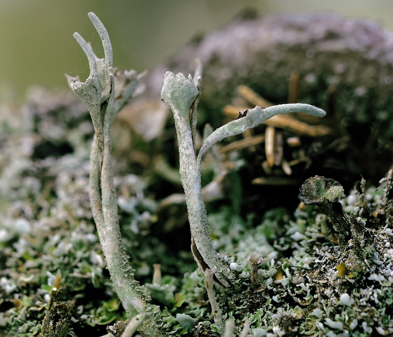 Tanzende Flechten im Bergwald! - ev. Cladonia subulata *