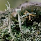 Tanzende Flechten im Bergwald! - ev. Cladonia subulata *