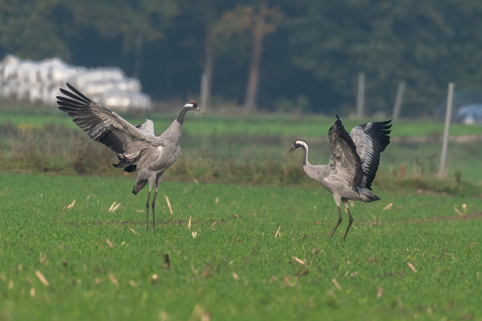 Tanzende Kraniche Foto & Bild | tiere, wildlife, wild lebende vögel ...