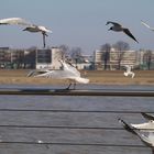 Tanzende Möven im Rheinauhafen