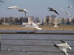 Tanzende Möven im Rheinauhafen