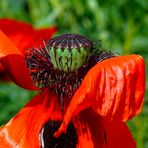 Tanzende Mohnblume ...