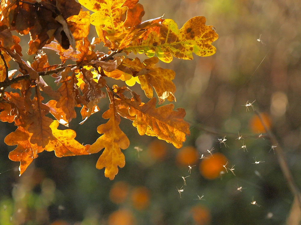 Tanzende Mücken in der herbstlichen Abendsonne