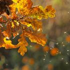 Tanzende Mücken in der herbstlichen Abendsonne