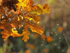 Tanzende Mücken in der herbstlichen Abendsonne