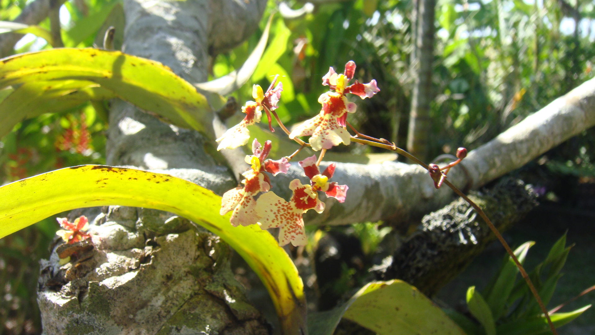 Tanzende Orchidee