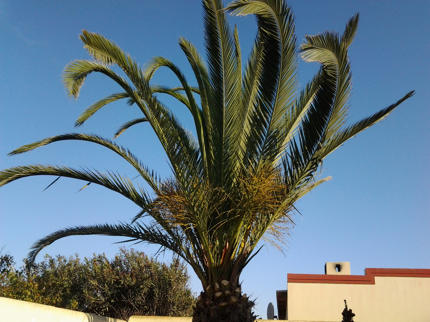 Tanzende Palmwedel im Wind