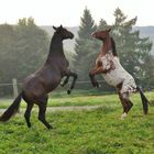 tanzende Pferde 02