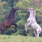 tanzende Pferde 03