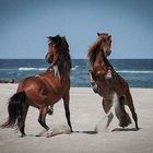 tanzende pferde