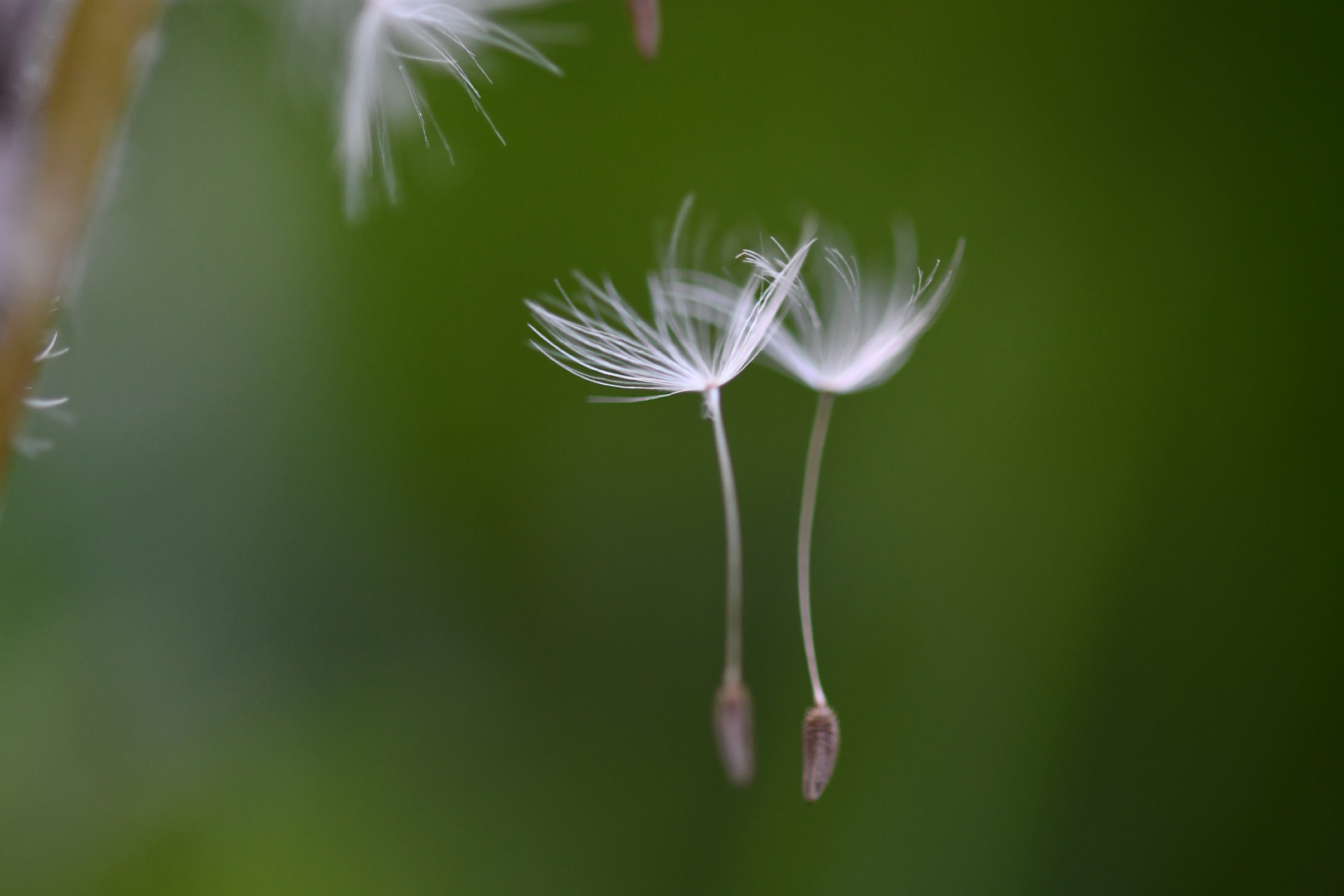 Tanzende Pusteblume