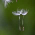 Tanzende Pusteblume