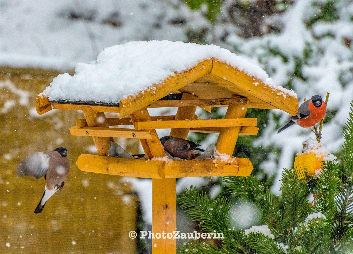 Tanzende Schneeflocken am Vogelhäuschen