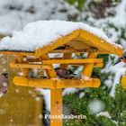 Tanzende Schneeflocken am Vogelhäuschen