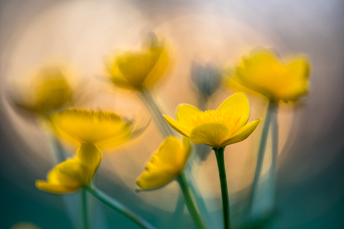 Tanzende Sumpfdotterblumen