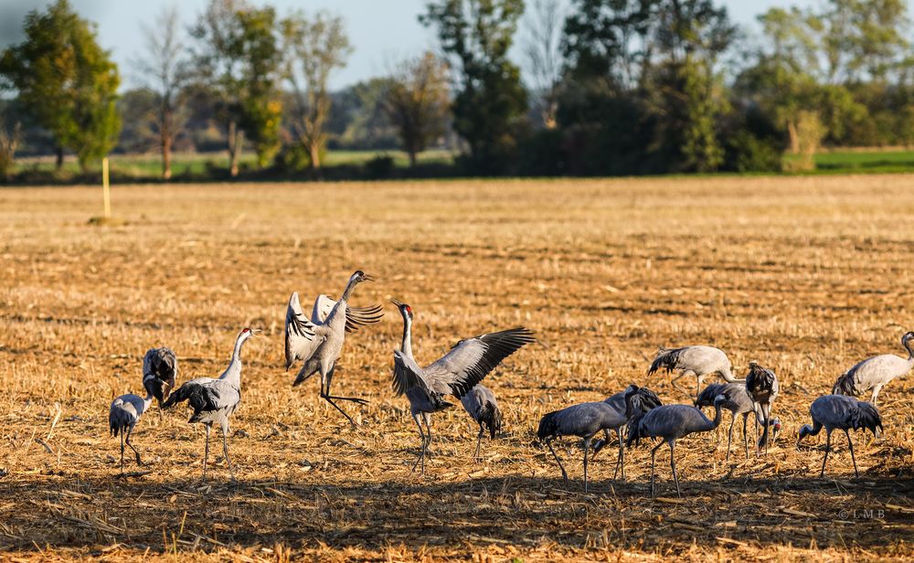 Tanzende Vögel des Glücks