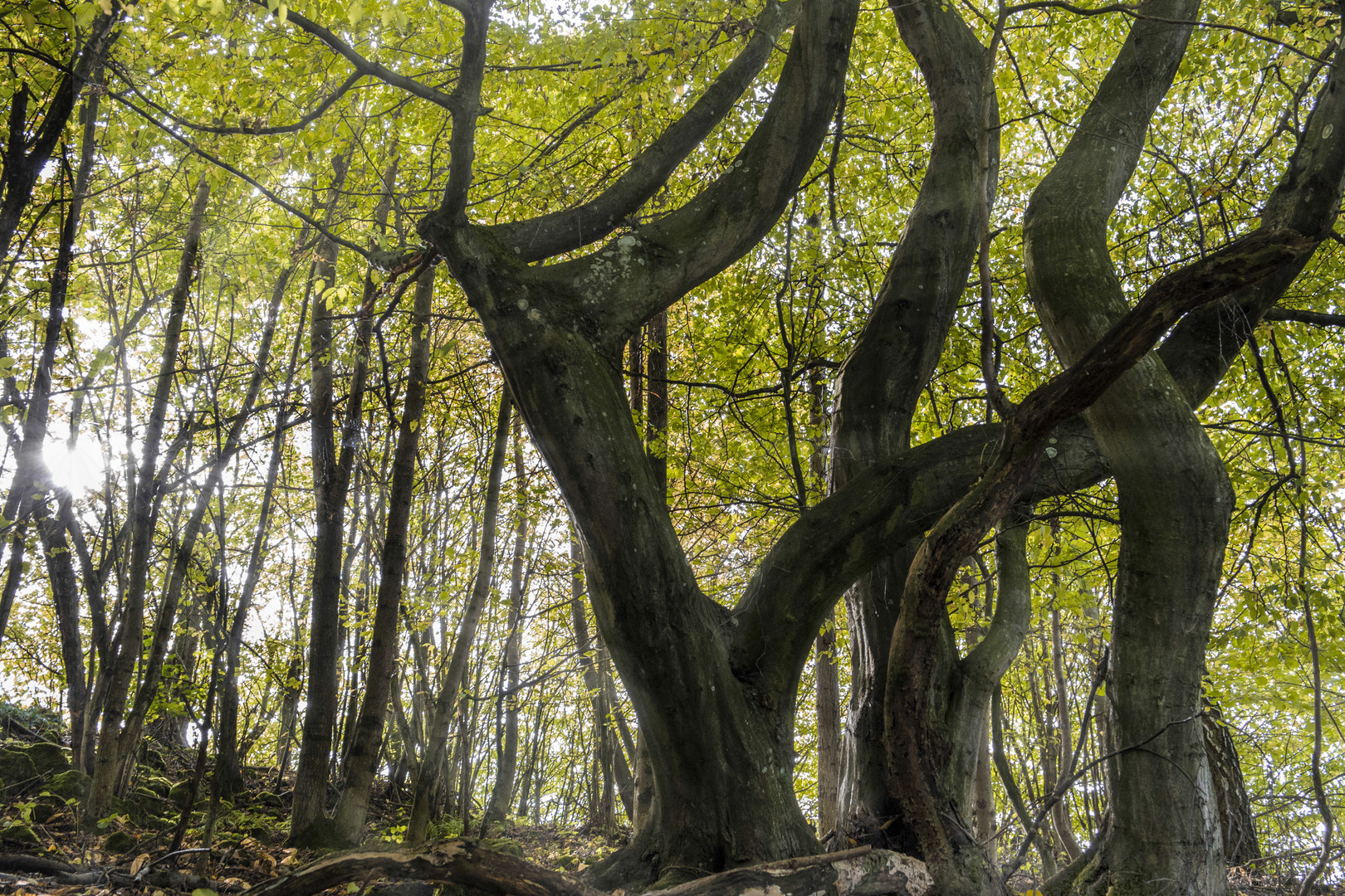 Tanzender Baum