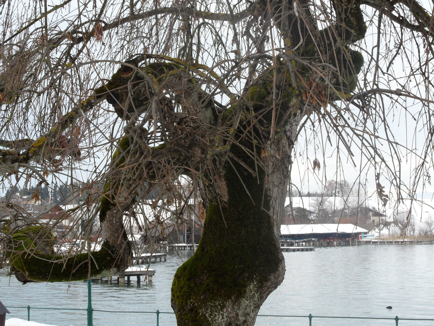 Tanzender Baum