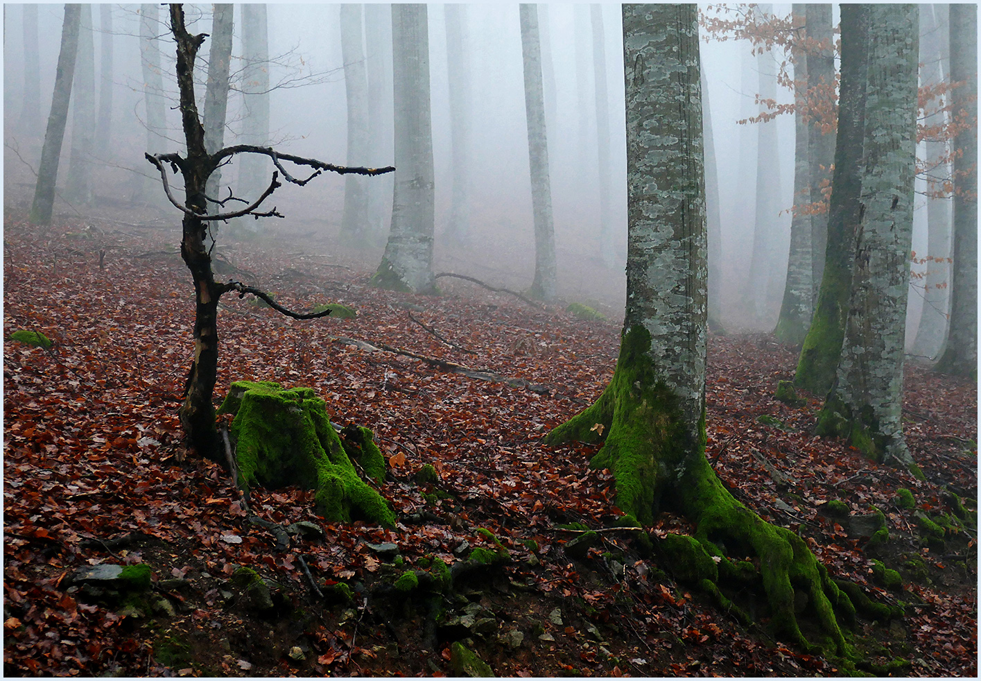 Tanzender Baum im Nebelwald