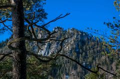 Tanzender Baum vor dem Rauschberg