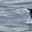 Tanzender Delfin... (Puerto Montt, Chile)