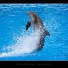 Tanzender Delphin