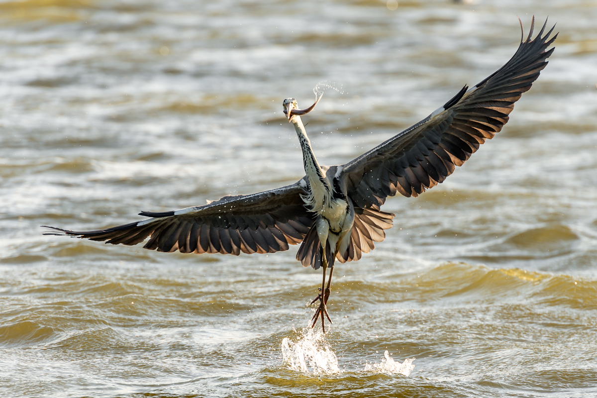 Tanzender Graureiher nach Fischfang