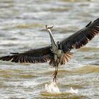 Tanzender Graureiher nach Fischfang