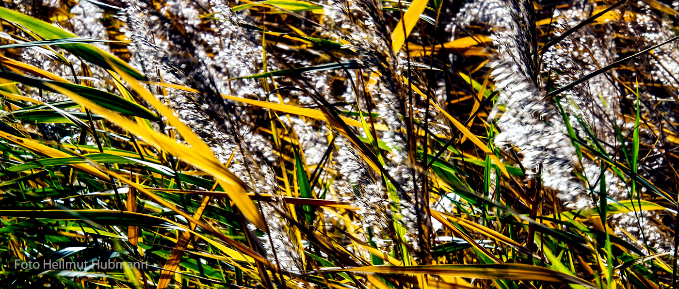 TANZENDER HERBSTWIND IN DEN GRÄSERN AM RANDE ABGEERNTETER FELDER