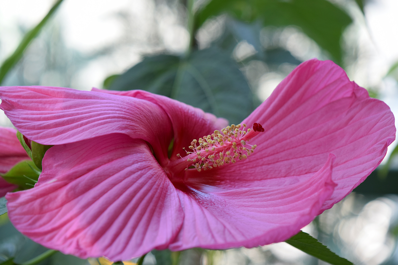 Tanzender Hibiskus,