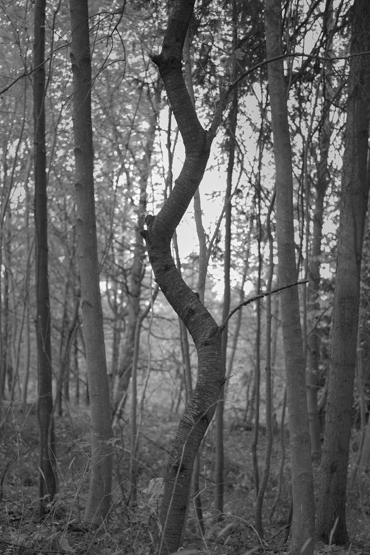Tanzender Kirschbaum Foto & Bild pflanzen, pilze & flechten, bäume