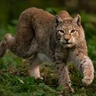 Tanzender Luchs