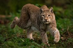 Tanzender Luchs