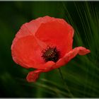 Tanzender Mohn 