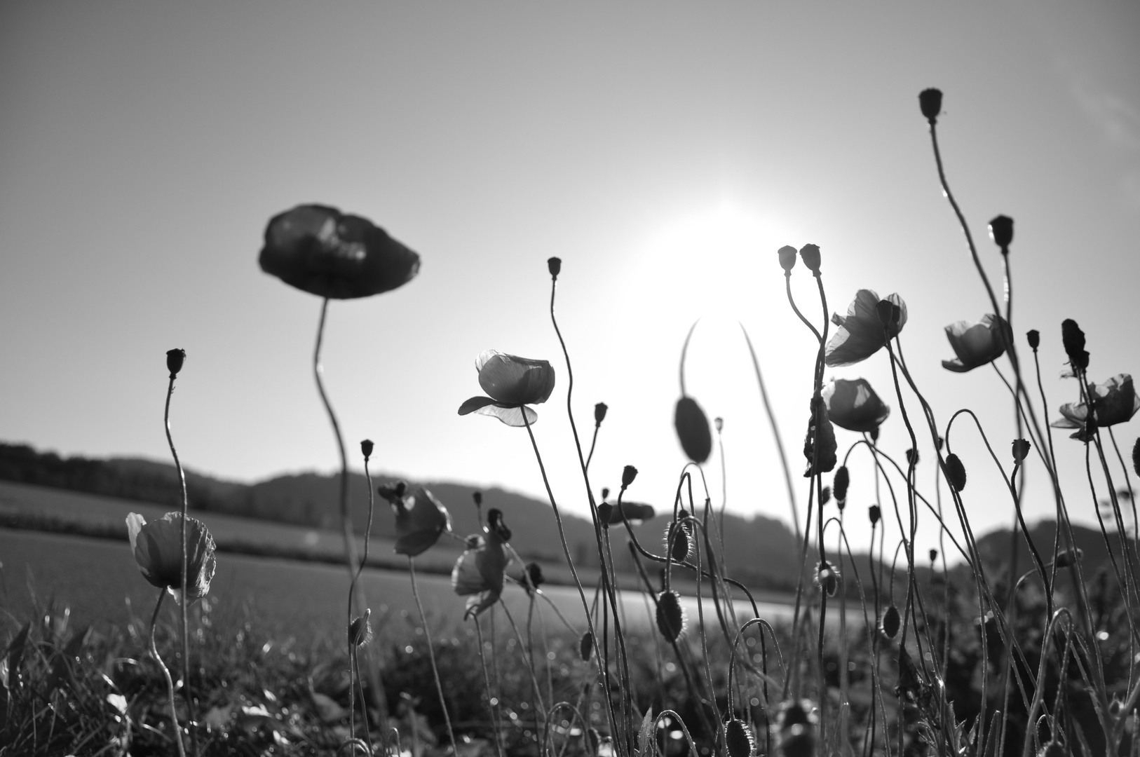 Tanzender Mohn