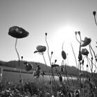 Tanzender Mohn