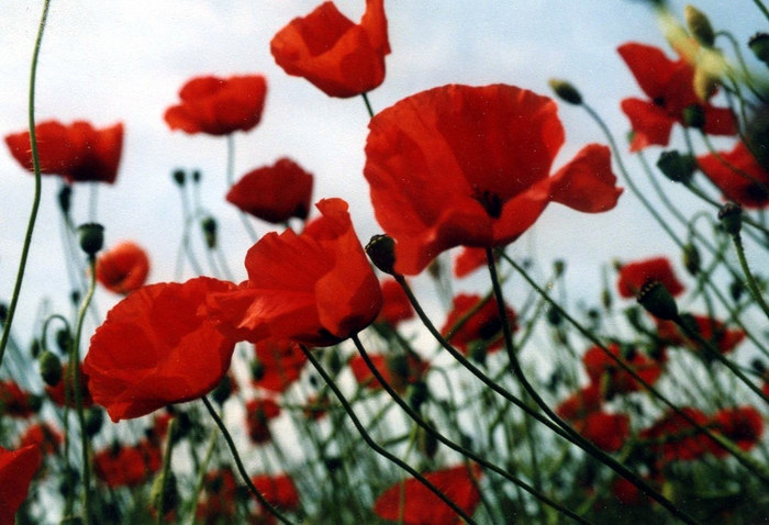 tanzender mohn